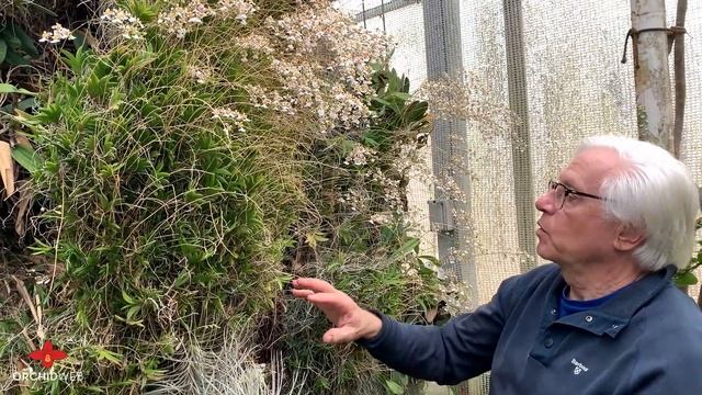 OrchidWeb - Tolumnia variegata смотреть онлайн