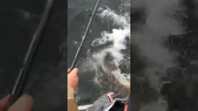70 lbs. Halibut Port Renfrew смотреть онлайн