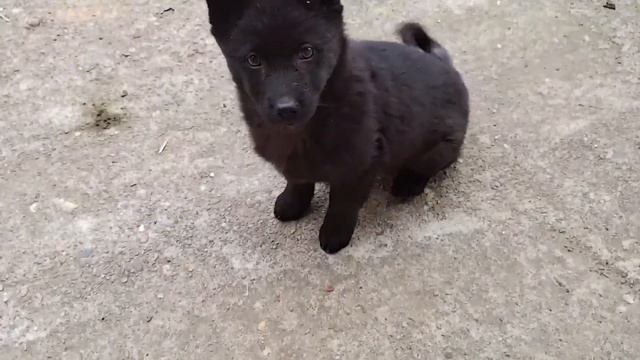 看看煤球欠打的样，挑衅狮头鹅，和主人吵架带动手，这狗是真狗啊 смотреть онлайн