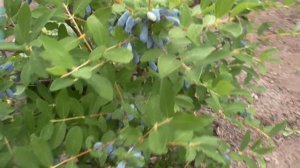 АВРОРА  - жимолость с невероятным урожаем. Смотрим!