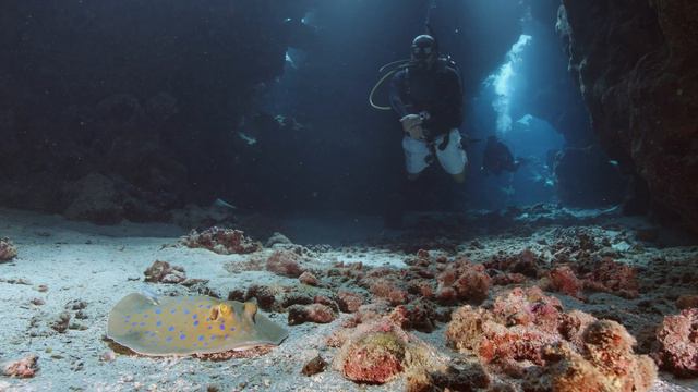 Marsa Nakari - Red Sea Diving Safari (4K) смотреть онлайн