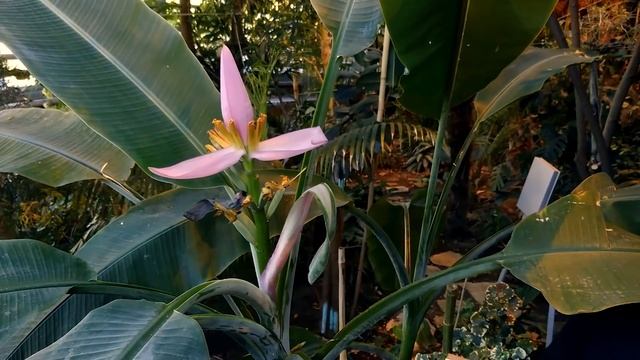 Банан - то что вы о нём не знали смотреть онлайн