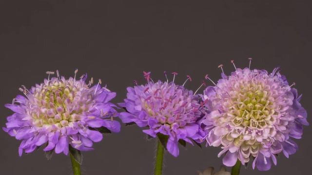 Pincushion Flower Plant By Vibhinn Vishay