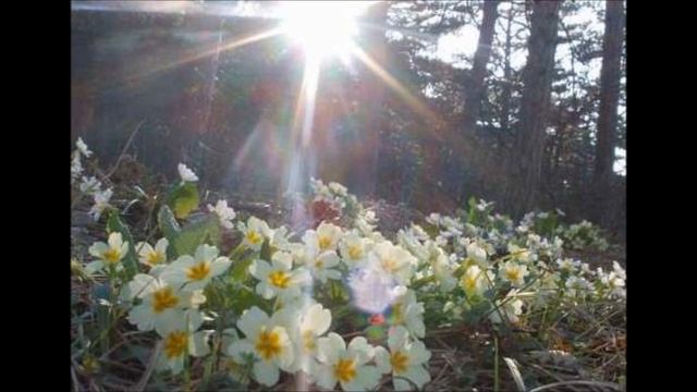 *Утро дарит...* Л.Тимофеева-Русина на стихи А.Фета смотреть онлайн