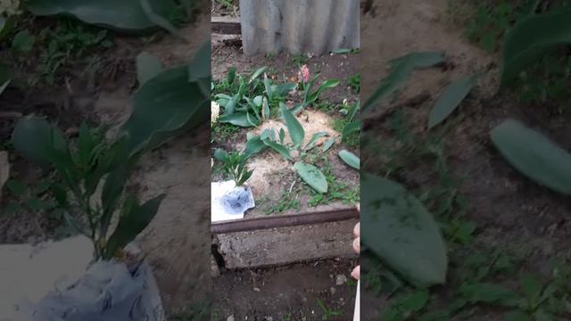 Отзыв Агромаркет (відгук) смотреть онлайн