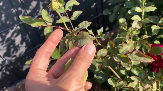 Розы в сентябре Готовимся к третьему цветению смотреть онлайн