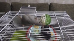 Игрушка для крысят. Выгул крыс.