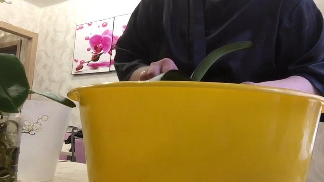 Как пересаживать орхидеи) Чудо горшки для орхидей) смотреть онлайн