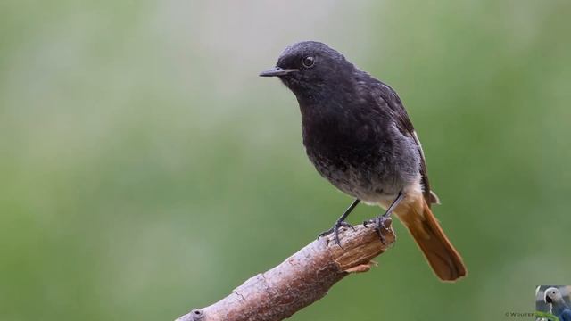 Голоса птиц : горихвостка - чернушка. смотреть онлайн