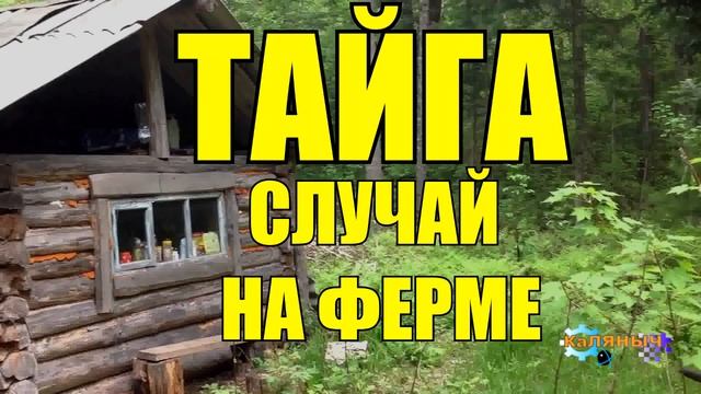 ОХОТА НА ТИГРА ЛЮДОЕДА | СЛУЧАЙ В ТАЙГЕ смотреть онлайн