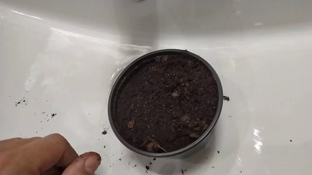 как вырастить грецкий орех из ореха из магазина  How To Grow Walnut From A Walnut From A Store