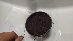 как вырастить грецкий орех из ореха из магазина  how to grow walnut from a walnut from a store