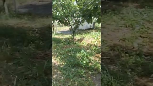 Красные курицы смотреть онлайн