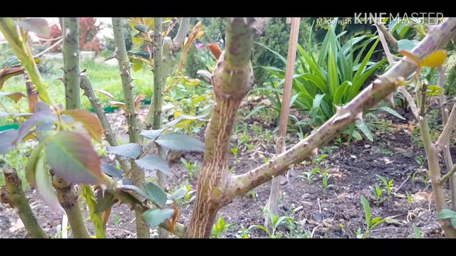 Лмр и бактериальный ожог после фитоспарина