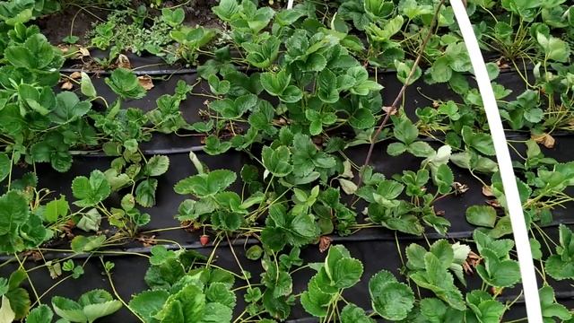 Что делать после плодоношения клубники? Обработка и обрезка! смотреть онлайн