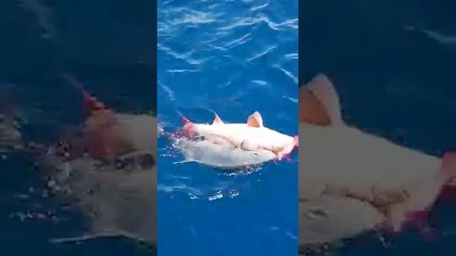 Рыбалка на Мальдивах 11.2017 Fishing in Maldives 11.2017 GT Popping Jigging смотреть онлайн
