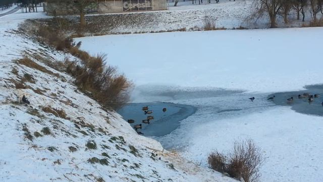 Лёд сжимается вокруг лебедей и уток, вдх Лошица, пар Курасовщина, Минск, 20141229 145425 смотреть онлайн