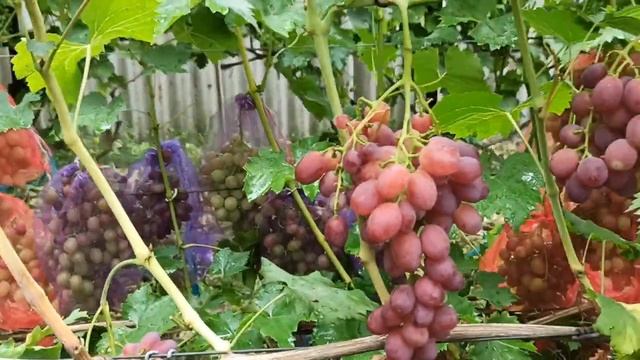 Виноград Шансон смотреть онлайн