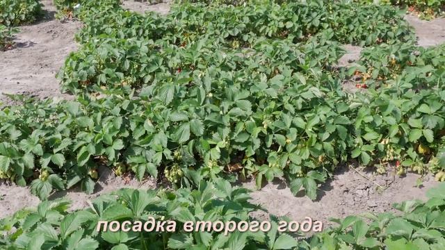 Клубника. Описание сорта Скрябинское Чудо. Айтжанова Светлана Дмитриевна о сортах земляники. смотреть онлайн