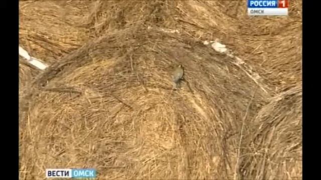 Корабли пустыни в Сибирской глубинке смотреть онлайн
