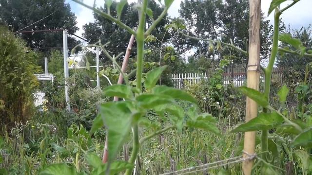 Томаты черри обзор участка №2 смотреть онлайн