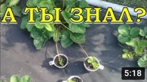 Как размножить КЛУБНИКУ усами????