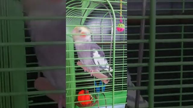 Попугай Аркаша смотреть онлайн