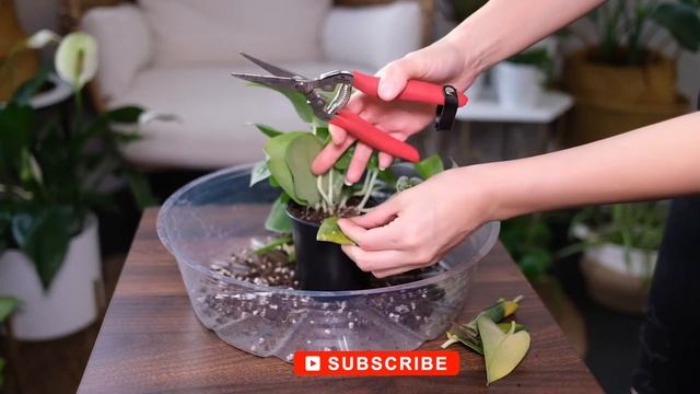 Silver Satin Pothos (Scindapsus Pictus) Care & Growing Guide - Plant Mom Care смотреть онлайн