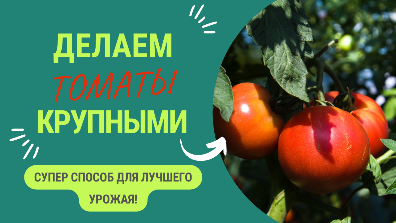 ДЕЛАЕМ ТОМАТЫ КРУПНЫМИ — СУПЕР СПОСОБ! смотреть онлайн