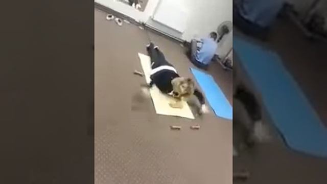 Вправи для зміснення м'язів спини , м'язового корсету спини смотреть онлайн