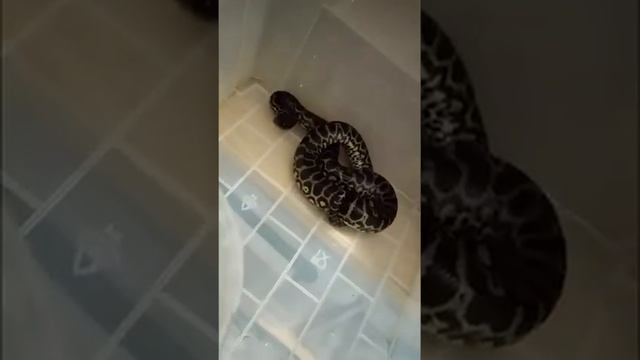 Детёнышей анаконды показали в зоопарке Владивостока