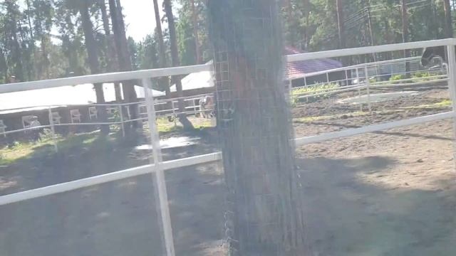 Комарово конный клуб смотреть онлайн