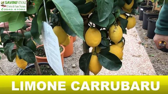 Pianta di Limone Carrubaru смотреть онлайн