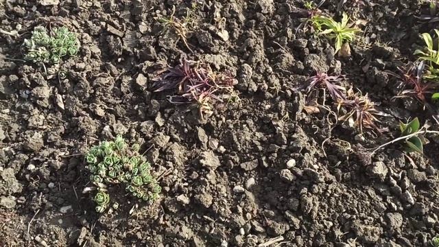 Клумбочка из первоцветов! Весенние работы. смотреть онлайн