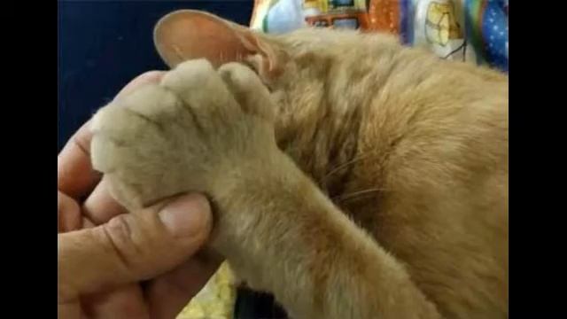Сколько пальцев у кошки должно быть? Полидакдилия что такое и опасна ли кошек? смотреть онлайн