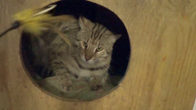 001 F1 bengal cat смотреть онлайн