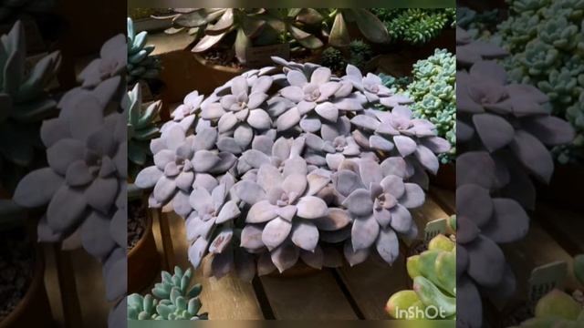Graptopetalum Superbum.