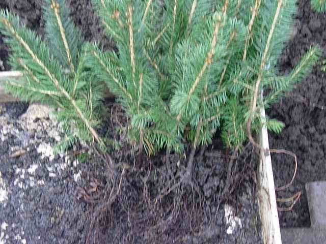 Как посадить саженец голубой ели в грунт? Выращивание ели колючей ф.голубая смотреть онлайн