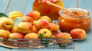 Выбираем абрикос для Подмосковья – лучшие сорта местной селекции