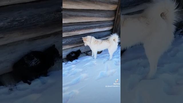 Карелия. Деревня Кинерма. Местные жители. смотреть онлайн