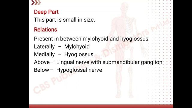 submandibular gland 1 смотреть онлайн
