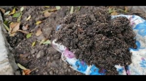 ?❓КУРИНЫЙ ПОМЕТ. КАК ИМ УДОБРЯТЬ. ОСЕННЕЕ ВНЕСЕНИЕ В ОГОРОД И САД. НОРМА