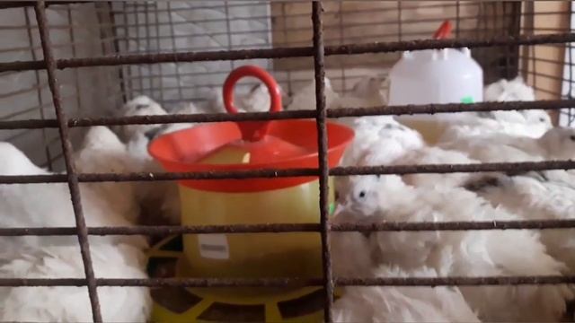 Купили перепелов!. Наши первые перепела! Техасцы! смотреть онлайн