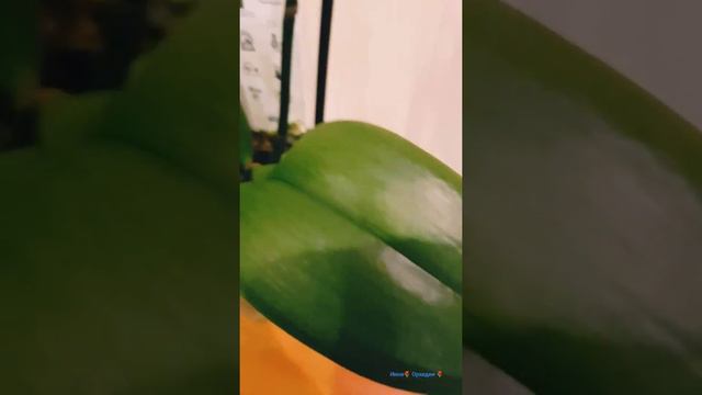 Инна🌷 Продажа орхидей 🌷 смотреть онлайн