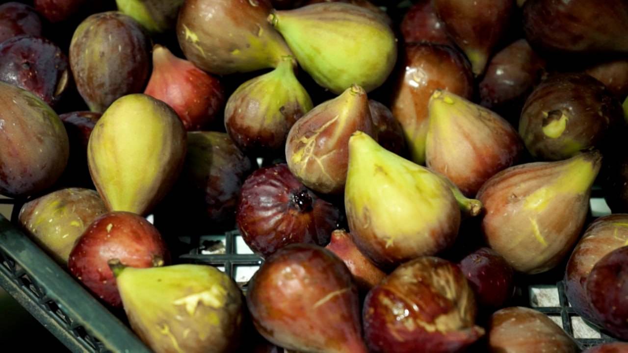 На Кубани с начала года собрали более 27 тыс. тонн фруктов и ягод