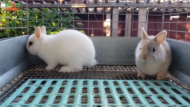 Интересные факты о кролике смотреть онлайн