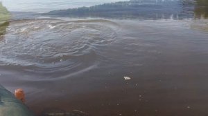 Троллинг. Исследование реки Вятки. Дневник Рыболова. Рыбалка Мотор Путешествие Щука Судак Окунь