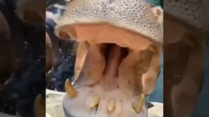 БЕГЕМОТ КУШАЕТ АРБУЗ ???