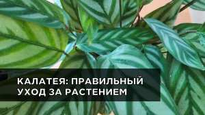 Калатея: уход в домашних условиях. Рассказываю, почему у калатеи сохнут листья