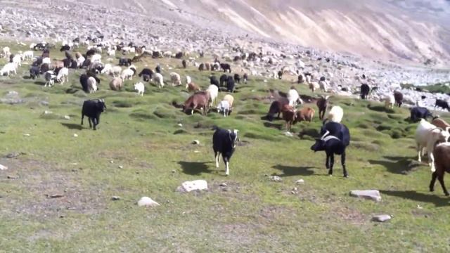 Бе-е-е! Памир, Таджикистан. смотреть онлайн